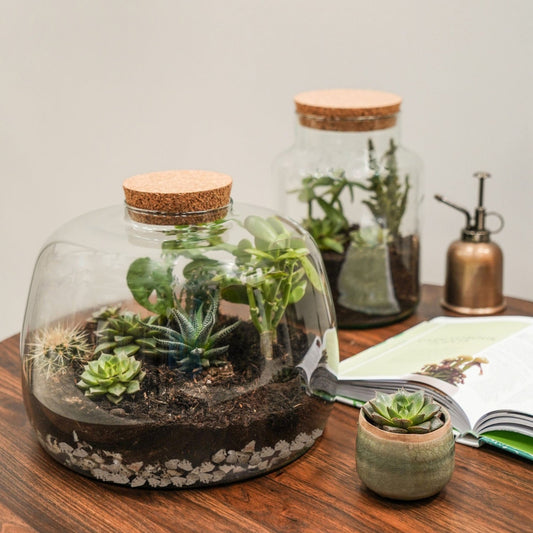 Bowl Shape Terrarium DIY Kit