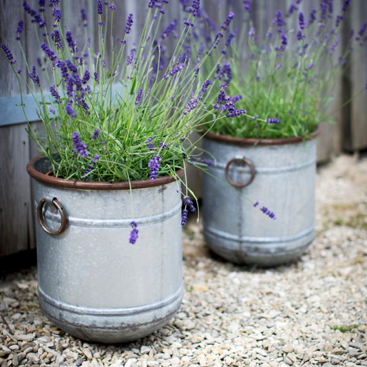Set of 3 Malmesbury Planters by Garden Trading - Galvanised Steel