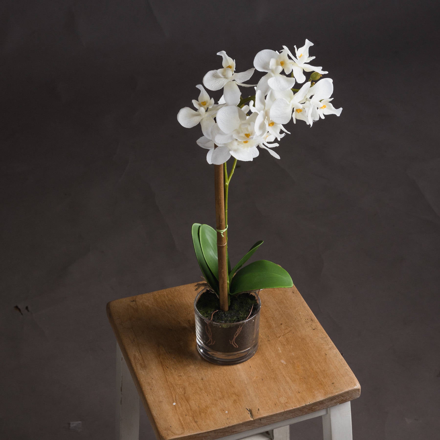 White Harmony Potted Orchid