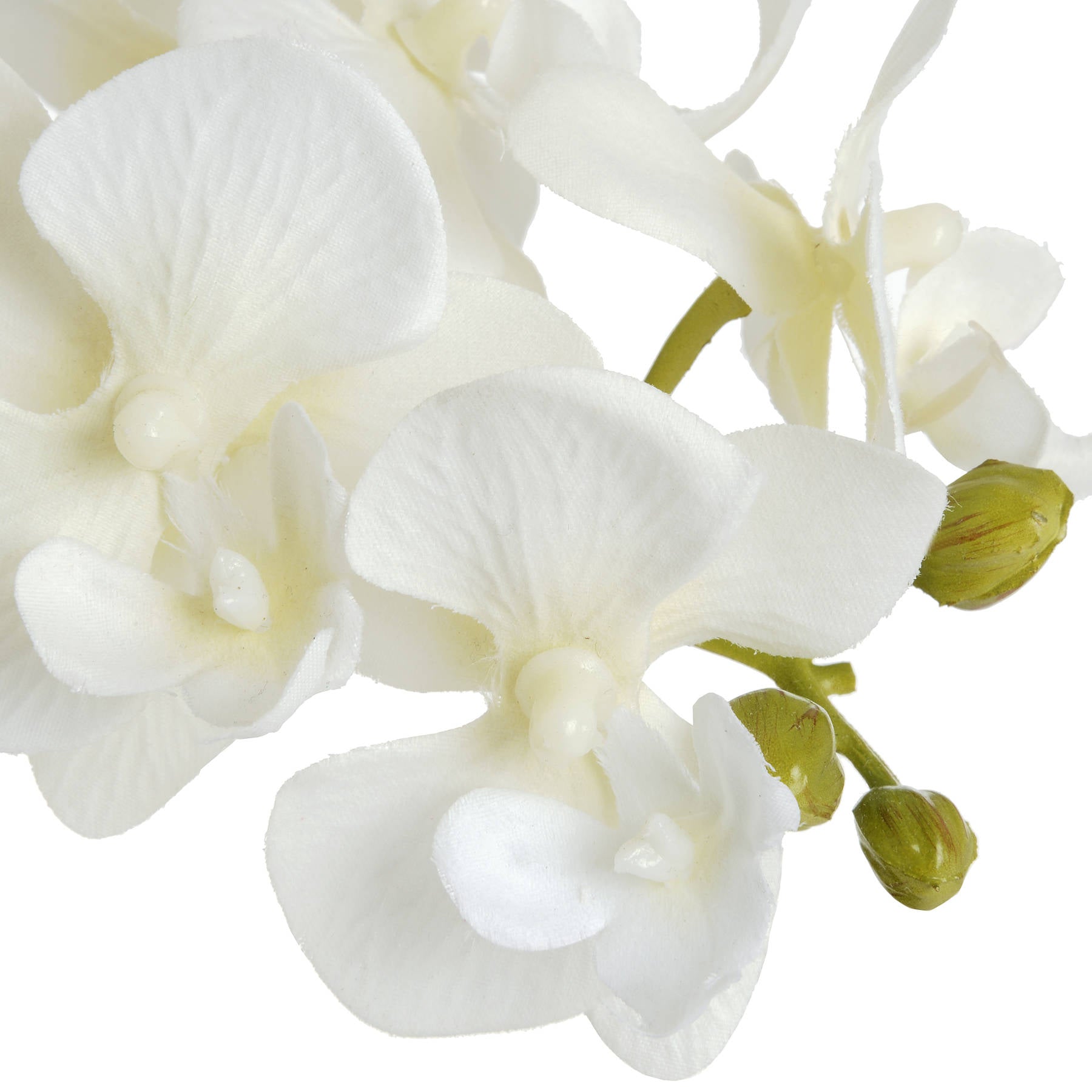 White Harmony Potted Orchid