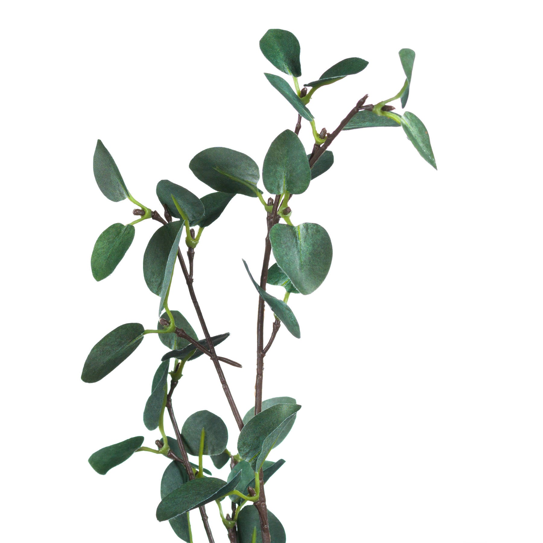 Tall Eucalyptus Stem