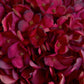 Autumn Ruby Hydrangea